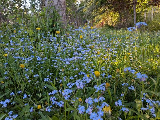 A ground level side-view of some tiny blue forget-me-not flowers interspersed with a bunch of dandelions.