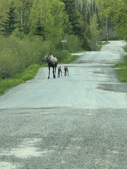 A cow moose with her newborn twin calves walks down our dirt road.  Bright green new leaves and grass fill the sides of the road.