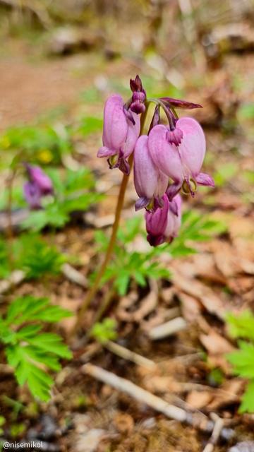 Pink bleeding heart flowers with drooping, heart-shaped blooms on a slender stem. Green, fern-like leaves surround the base. The background is a blurred mix of foliage and earthy brown tones.