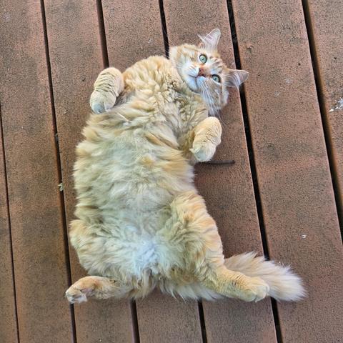 Obi is a fluffy orange tabby with white chin and yellow eyes. He lies belly-up, on wooden deck planks and looks up at the camera. His front paws are folded over and his hind legs are splayed out.