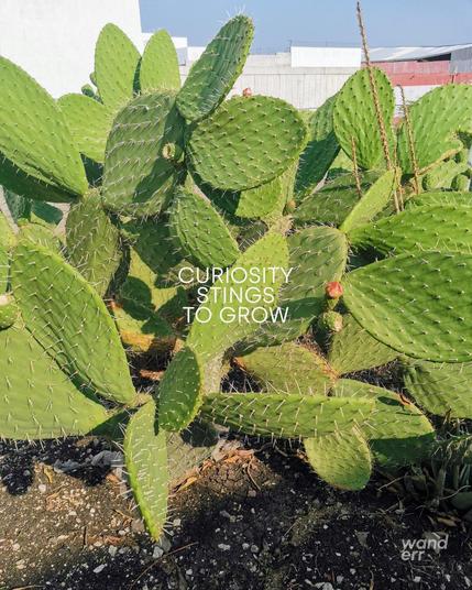 Cactus with the text: "Curiosity stings to grow" in the center