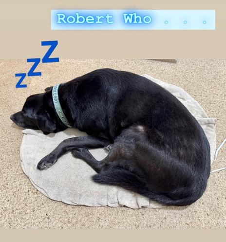 My black lab Jet sleeping on his mat with Zs and a caption added to the photo, "Robert who ..."