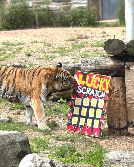 Azure Generated Description:
a tiger standing next to a sign (49.44% confidence)
---------------
Azure Generated Tags:
big cat (98.97% confidence)
animal (98.55% confidence)
outdoor (98.05% confidence)
tiger (97.46% confidence)
mammal (97.34% confidence)
plant (96.63% confidence)
bengal tiger (94.00% confidence)
grass (93.44% confidence)
siberian tiger (93.09% confidence)
big cats (90.47% confidence)
zoo (87.62% confidence)
ground (85.41% confidence)
rock (59.73% confidence)