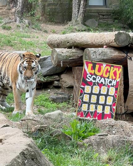 Azure Generated Description:
a tiger standing next to a sign (47.25% confidence)
---------------
Azure Generated Tags:
animal (99.30% confidence)
big cat (99.01% confidence)
mammal (98.01% confidence)
outdoor (97.86% confidence)
tiger (97.37% confidence)
plant (97.12% confidence)
bengal tiger (93.76% confidence)
zoo (93.06% confidence)
siberian tiger (92.53% confidence)
big cats (91.71% confidence)
grass (81.03% confidence)
ground (74.54% confidence)
rock (71.45% confidence)