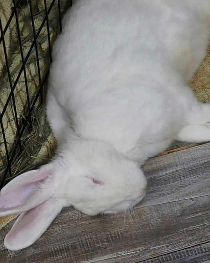 A large white rabbit sleeping flopped over on the floor