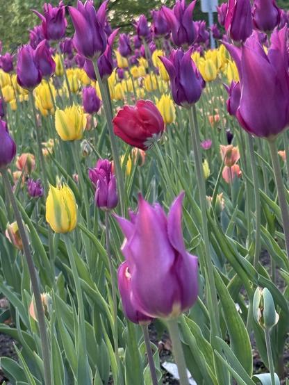 Tulips from the festival