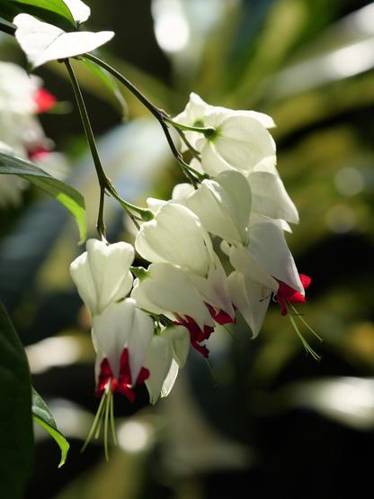 "Glory-bower" flowers in all their blooming glory - delicate white flowers in a cluster, with blood-red inner petals emerging from between the white outer ones, stamens protruding in turn from between them.
