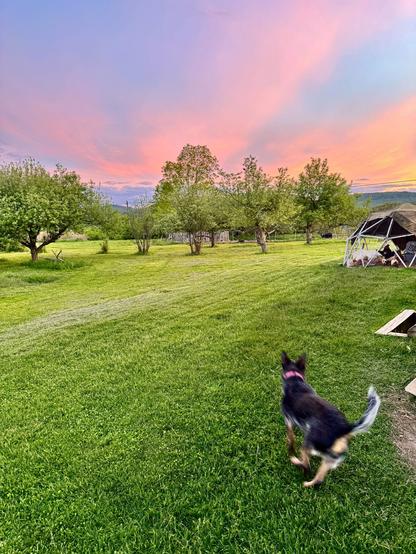 dog & sunset