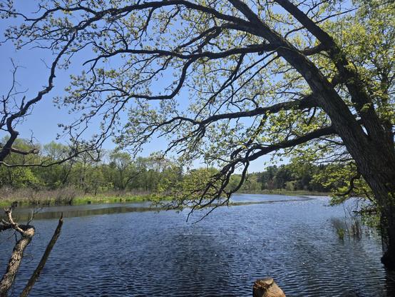 A large tree leaning over a wide bend in the Charles River on a sunny day. There's a tree stump with clear beaver tooth marks on it, and short brush followed by thick forest lines both banks.