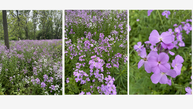 A sprawl of purple and white phlox, tangled like gossip in the breeze. Tall stems, pastel blooms, dancing in the breeze like they know they’re being watched. Summer, showing off again.