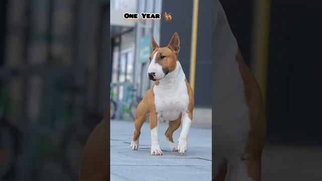 One Month Vs One Year bull terrier transformation #feed #bullterrier #transformation #feed #dog