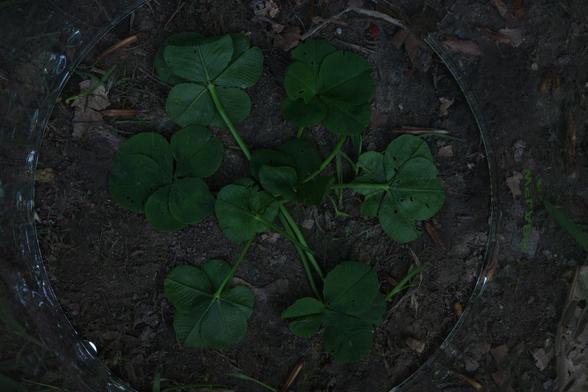 Eight five-leaf clovers arranged in a hexagon with two clovers at the center. Four of them were photographed from the front, the other four from the back, to prove their authenticity. This can also be seen from the fact that the angles are all significantly smaller than 120 degrees.
They were placed in a glass cylinder without bases on clay soil and photographed at night.