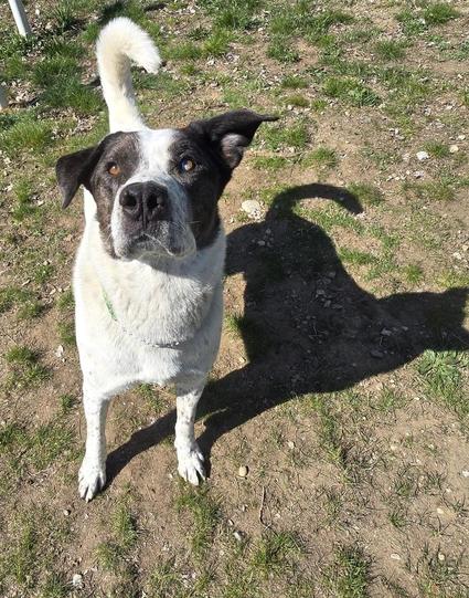 A large white dog with brown ears perked looks up into the camera. He has a short coat and one brown, one blue eye.