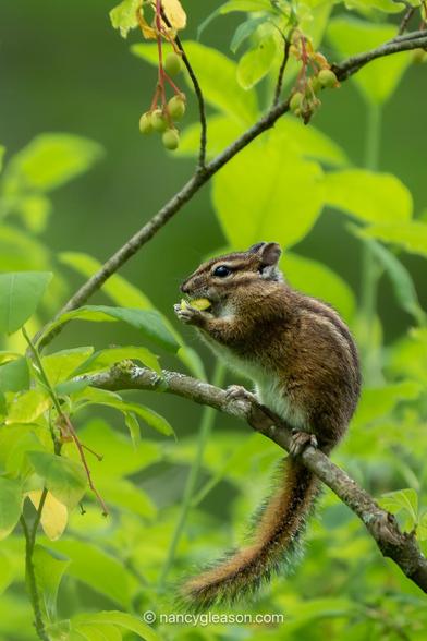 A small brown chipmunk with pale stripes is perched on a twig and eating a green berry out of its paws. The background is lush green forest foliage.