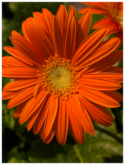 flower-ship. close-up of large daisy with orange petals and yellow and orange center. another blossom behind it and out of focus green, textured leaves in the background.