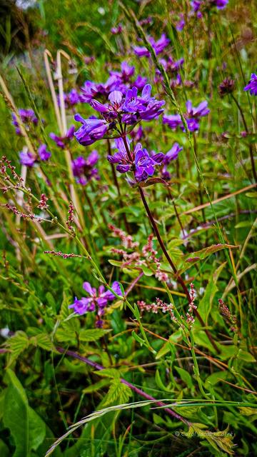 Blue-purple tubular flowers arranged in whorls on bare stems peek out of the grasses in the park. Typical penstemon flowers, the tubular corolla ends with two semi-fused petals on top and three smaller ones on the bottom. The leaves lower on the stem are opposite and lanceolate.