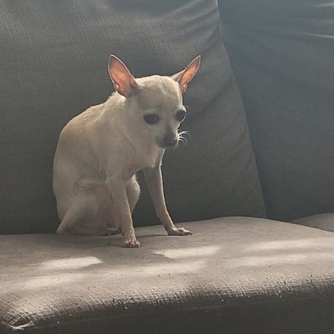 Moli the golden chi on the couch after some time outside. She looks a bit like a fennec fox but her ears and tail are half the size.