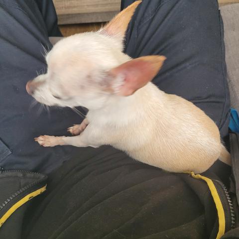Moli on my lap. She doesn't descriminate. Any lap is lap enough for Moli.