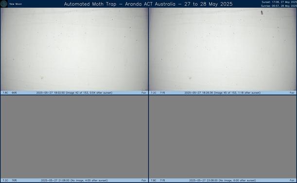 Collage showing insects attracted to light and automatically imaged 1 hour, 2 hours, 4 hours and 6 hours after sunset in Aranda, ACT, Australia on the night of 27 to 28 May 2025. The image includes four smaller images collected around the listed times. Each image shows a section of sheet with a variable number of insects attracted to UV and visible light. Number and variety depends on time of year and conditions during the given night. The image is also labeled with basic details of the associated weather and moon phase. For more explanation of the Automated Moth Trap project visit https://amt.hobern.net/ and https://www.flickr.com/photos/dhobern/albums/72177720322426621.