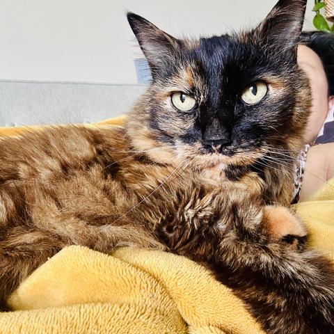 A beautiful elderly tortoiseshell long haired cat sitting on me, on yellow blanket