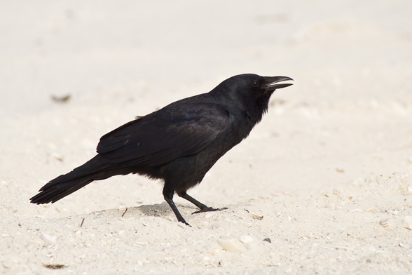 Corvus ossifragus (known as fish crow) standing on a sandy ground and calling.