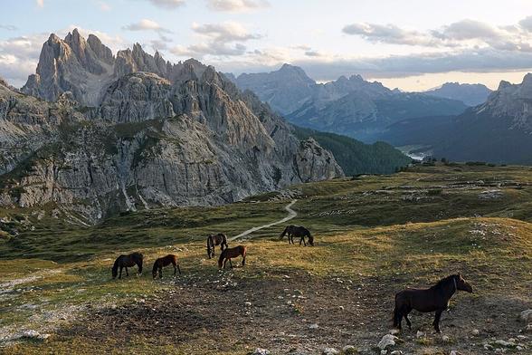 Horses on pasture at Parco Naturale Tre Cime, South Tyrol, Italy.
