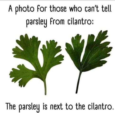 Meme showing two very similar green leaves from herbs. Meme text reads, "A photo for those who can't tell parsley from cilantro:
The parsley is next to the cilantro."