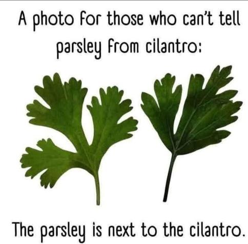 Meme showing two very similar green leaves from herbs. Meme text reads, "A photo for those who can't tell parsley from cilantro:

The parsley is next to the cilantro."