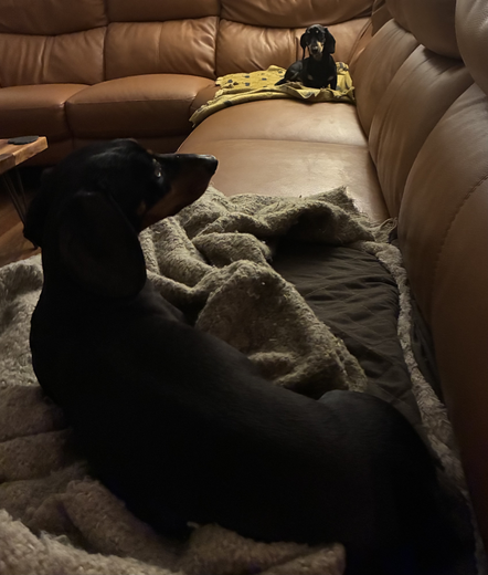 Miniature Dachshunds Max and Milo at opposite ends of the sofa