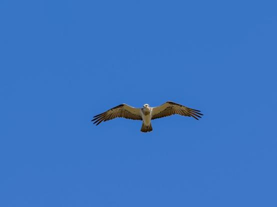 An Osprey in flight, wings spread wide, almost directly above the photographer in a clear blue sky