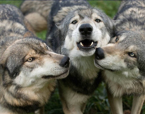 A picture of a wolf.