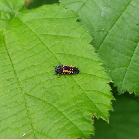 Eine Marienkäferlarve sitzt auf einem grünen Blatt. Die Larve hat eine ovale Form. Sie ist schwarz und an dem Körperseiten orange. Ihr Körper sieht stachelig-borstig aus.