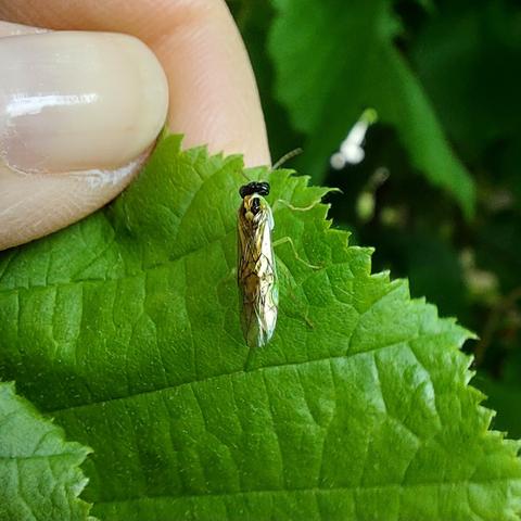 Ein Insekt mit schwarzen Augen und gold schimmernden Deckflügeln. Der Körper darunter ist leuchtend grün.
Das Insekt sitzt auf einem grünen Blatt.