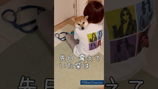 【病院柴】注射打ツベカラズ！豆柴アオと柴犬委員会  mameshiba AO & shiba inu committee #Shorts#柴犬 #豆柴#愛犬 #癒し#柴犬のいる生活