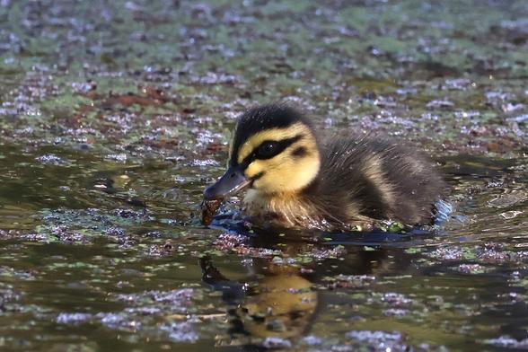 Baby Pacific Black Duck, Anas superciliosa, just right by our campsite, May 2025