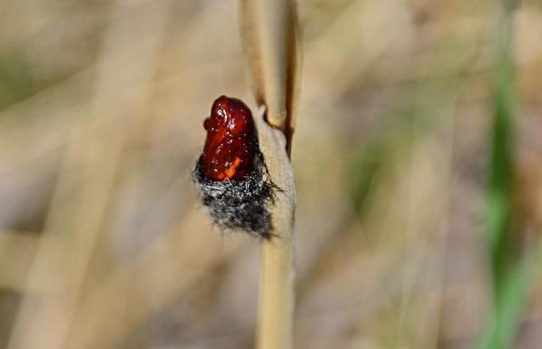 A rather bright reddish brown and sticky looking pupa -looking somewhat like a date, though really it would be somewhere between the date seed and fruit- small and smooth for a date, bit too wide and blunt for a seed.. It sits in a partial casing made of light grey/near white and near black short hairs- like part of a woolen sock, or a super tiny bird's nest- attached to a dry straw-like grass stem.