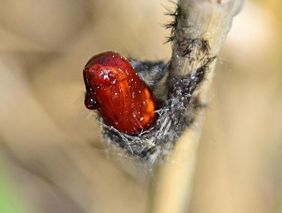 closer view, now we can see what looks like a drop of some sticky thick liquid on one side, and a bit of a gently swirling pattern in the surface of the pupa.