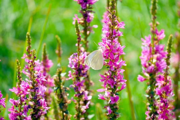 Au centre de l’image, un papillon blanc aux ailes repliées, de profil, en train de butiner. On voit une dizaine de tiges de salicaire surmontées de grappes de fleurs roses plus ou moins ouvertes, le papillon est posé sur l’une des fleurs. Le fond de l’image est un beau flou vert tendre et lumineux.