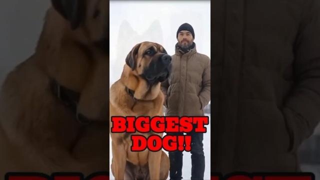 Top 5 Biggest Dog Breeds #shorts #viralshorts #dog #facts