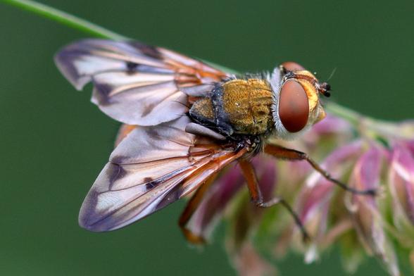 Phasie Crassipenne 
Ectophasia crassipennis