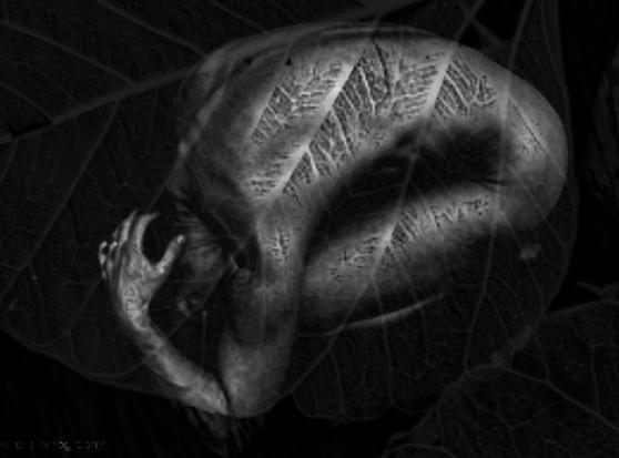 Bw- photo, landscape format, low key, doible exposure. Selfportrait croixhed figure, only side and hands wrapped around the nakes body. Double exposure with structure of a leaf in lighter grey. Guesture of self protection, vulnerability.