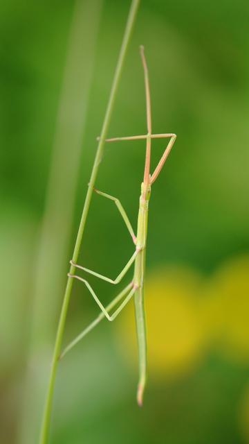 Phasme Gaulois  - French stick insect
Clonopsis gallica
