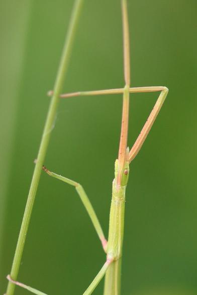Phasme Gaulois  - French stick insect
Clonopsis gallica