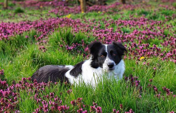 Border Collie auf Blumenwiese