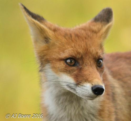 The red fox has an elongated body and relatively short limbs. The tail, which is longer than half the body length (70 percent of head and body length) is fluffy and reaches the ground when in a standing position. Their pupils are oval and vertically oriented  Nictitating membranes are present, but move only when the eyes are closed. The forepaws have five digits, while the hind feet have only four and lack dewclaws.[9] They are very agile, being capable of jumping over 2 m (6 ft 7 in) high fences, and swim well Vixens normally have four pairs of teats though vixens with seven, nine, or ten teats are not uncommon The testes of males are smaller than those of Arctic foxes