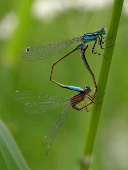Ischnure Élégante - Agrion élégant - Blue-tailed Damselfly
Ischnura elegans