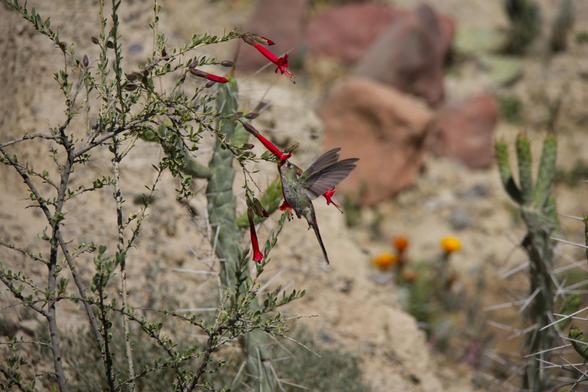 Ein Kolibri flattert an einer röhrenförmigen roten Blüte und hat den Schnabel tief hineingesteckt.