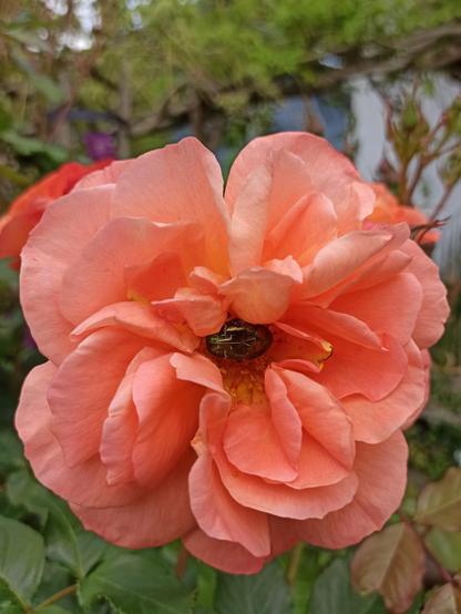 Orange Duftrose Westerland mit grünschillerndem Käfer in der Blütenmitte. Westerland ist nur halbgefüllt und bietet damit Nahrung für die Insekten.