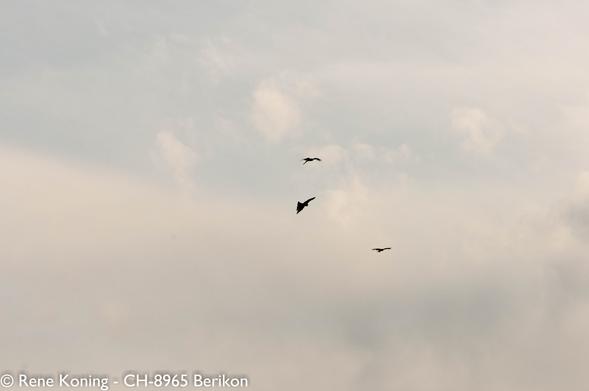 Das Bild zeigt einen bewölkten Himmel mit drei fliegenden Milane. Der Himmel ist bewölkt mit einer Mischung aus hell- und dunkelgrauen Wolken, die einen gedämpften Hintergrund bilden. Die Vögel heben sich mit gespreizten Flügeln vom Himmel ab, was zeigt, dass sie im Flug sind. Der Vogel in der Mitte ist etwas größer und auffälliger, während die beiden anderen Vögel kleiner sind und sich links und rechts davon befinden. Die Gesamtkomposition ist einfach, wobei die Vögel vor dem weiten Himmel im Mittelpunkt stehen.