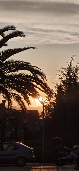 Fotografía donde se ve el sol siendo cortado por la rama de una palmera en el atardecer.